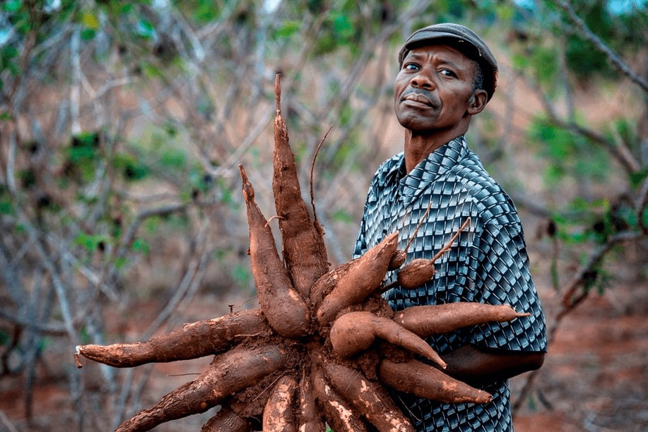 Cassava Farming 1