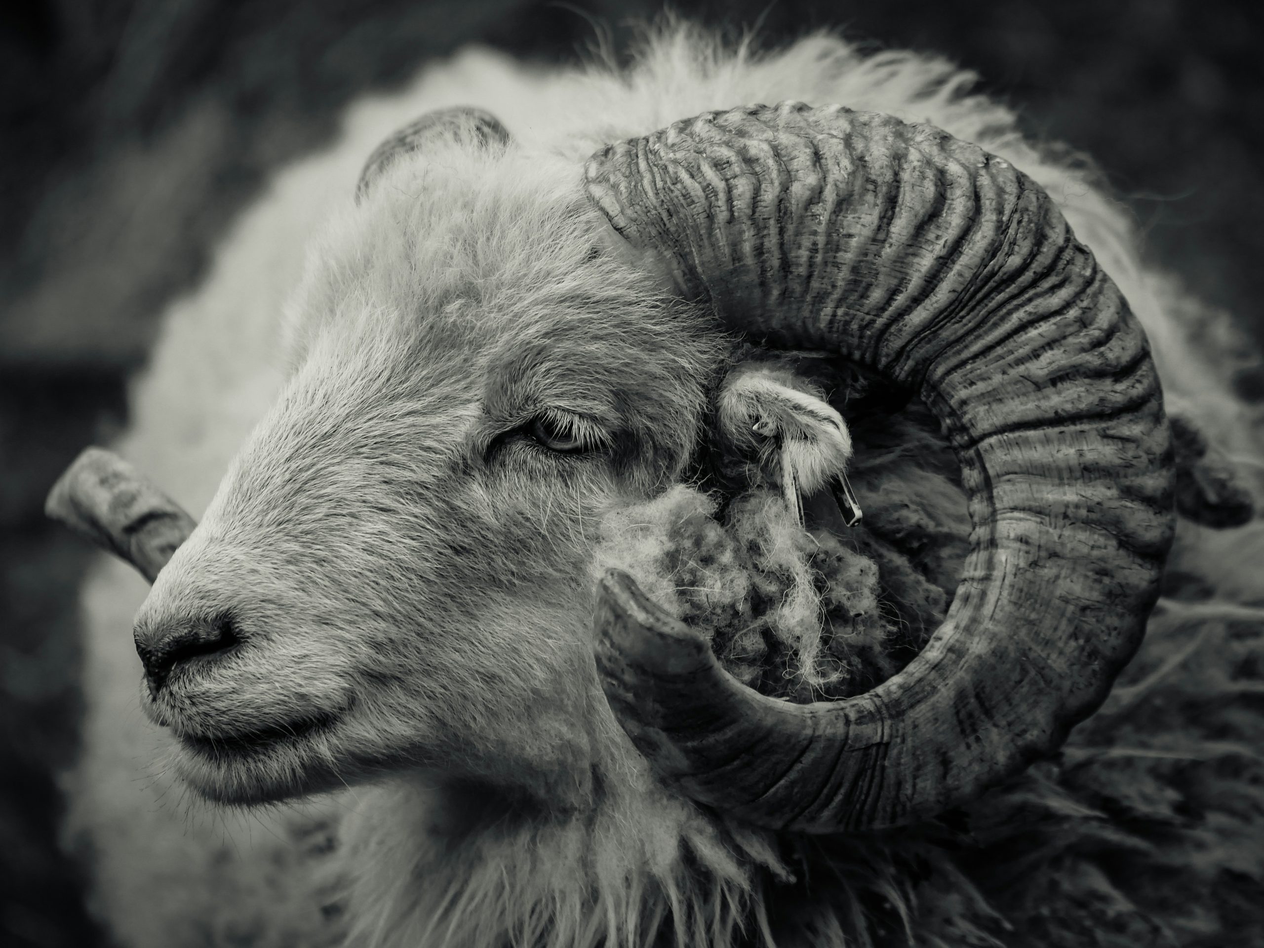 Prices of Ram in Nigeria for Eid al-Adha (See  Prices Per State and Sizes)